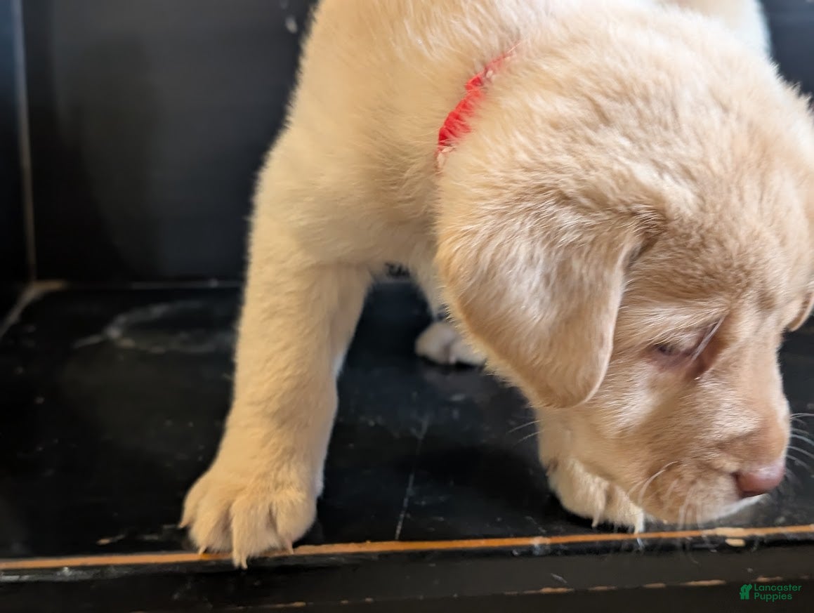 Labrador Retriever dogs for sale: Willow - Ad 2