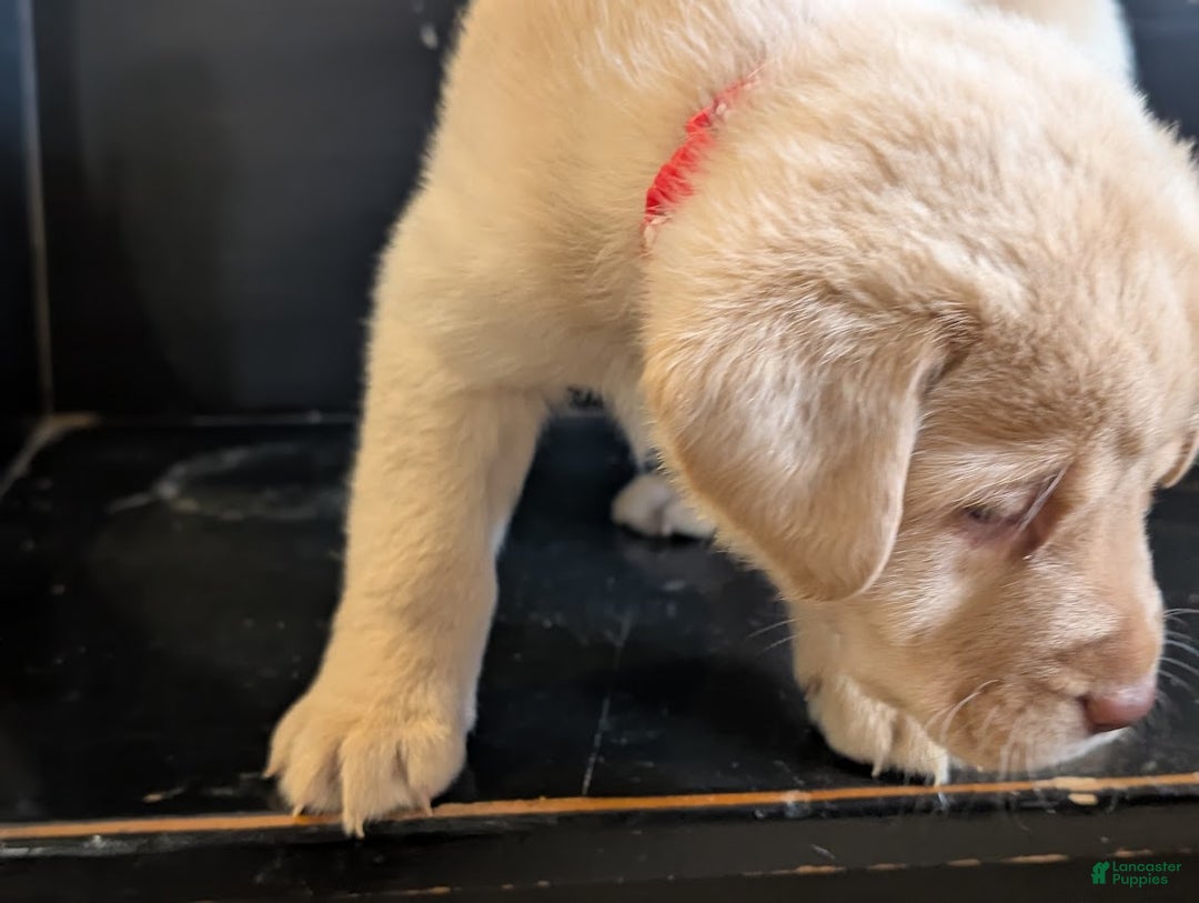 Labrador Retriever dogs for sale: Willow - Ad 1