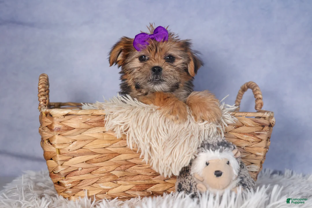 Shorkie dogs for sale: JULIE - Ad 9