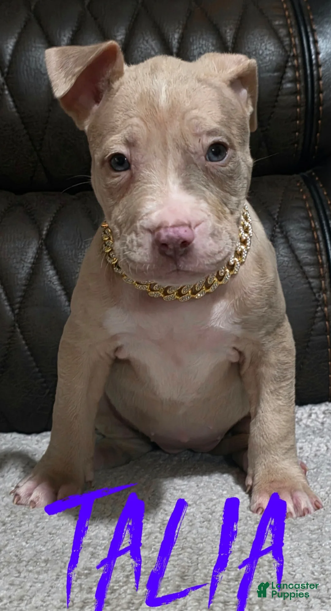 American Pit Bull Terrier dogs for sale: Talia - Ad 1