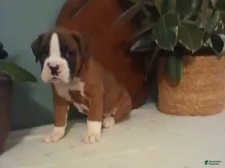 Boxer dogs Boxer Puppy 2 - Ad 37