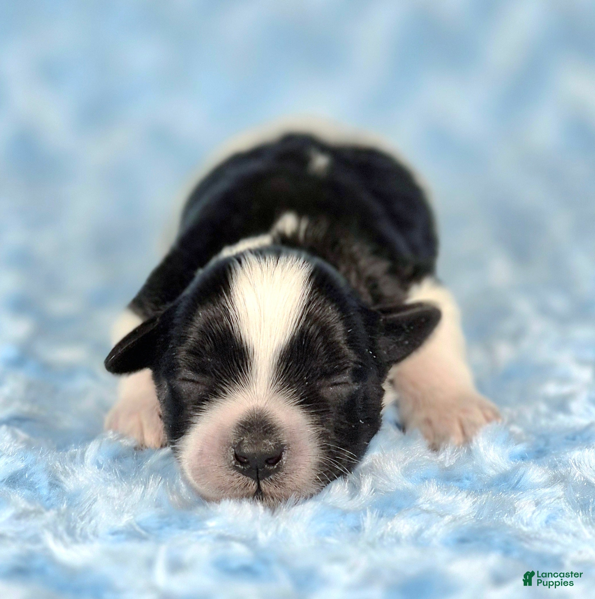 Miniature Schnauzer dogs Oreo - Ad 1