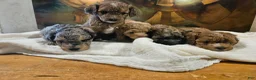 Mini Goldendoodle dogs for sale: Mini Goldendoodle 5 - Ad 4