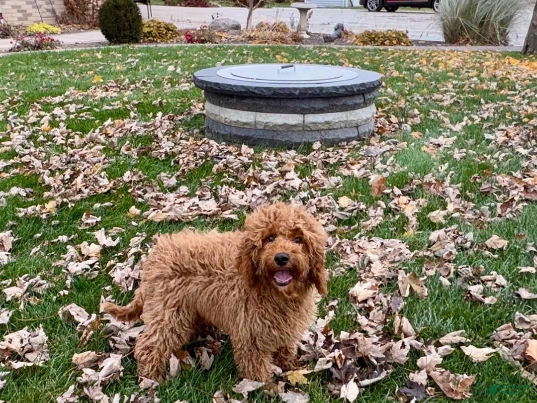 Cockapoo dogs for sale: Glen - Ad 5