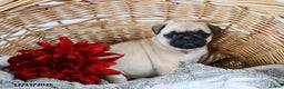 Pug dogs for sale: Holly - Ad 2