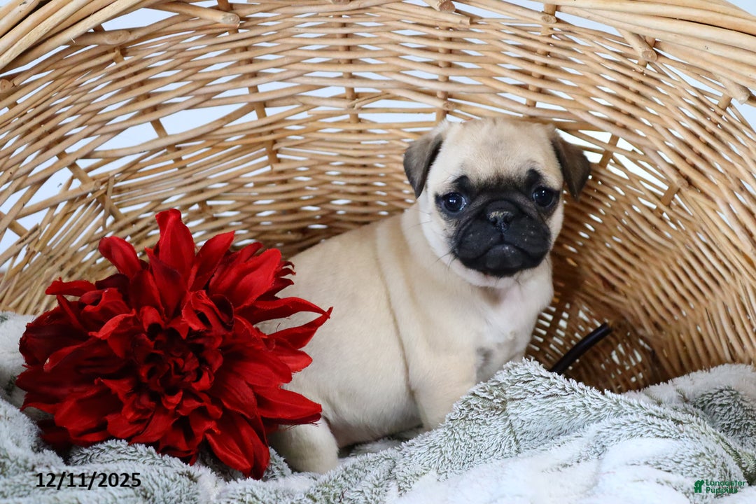 Pug dogs for sale: Holly - Ad 2