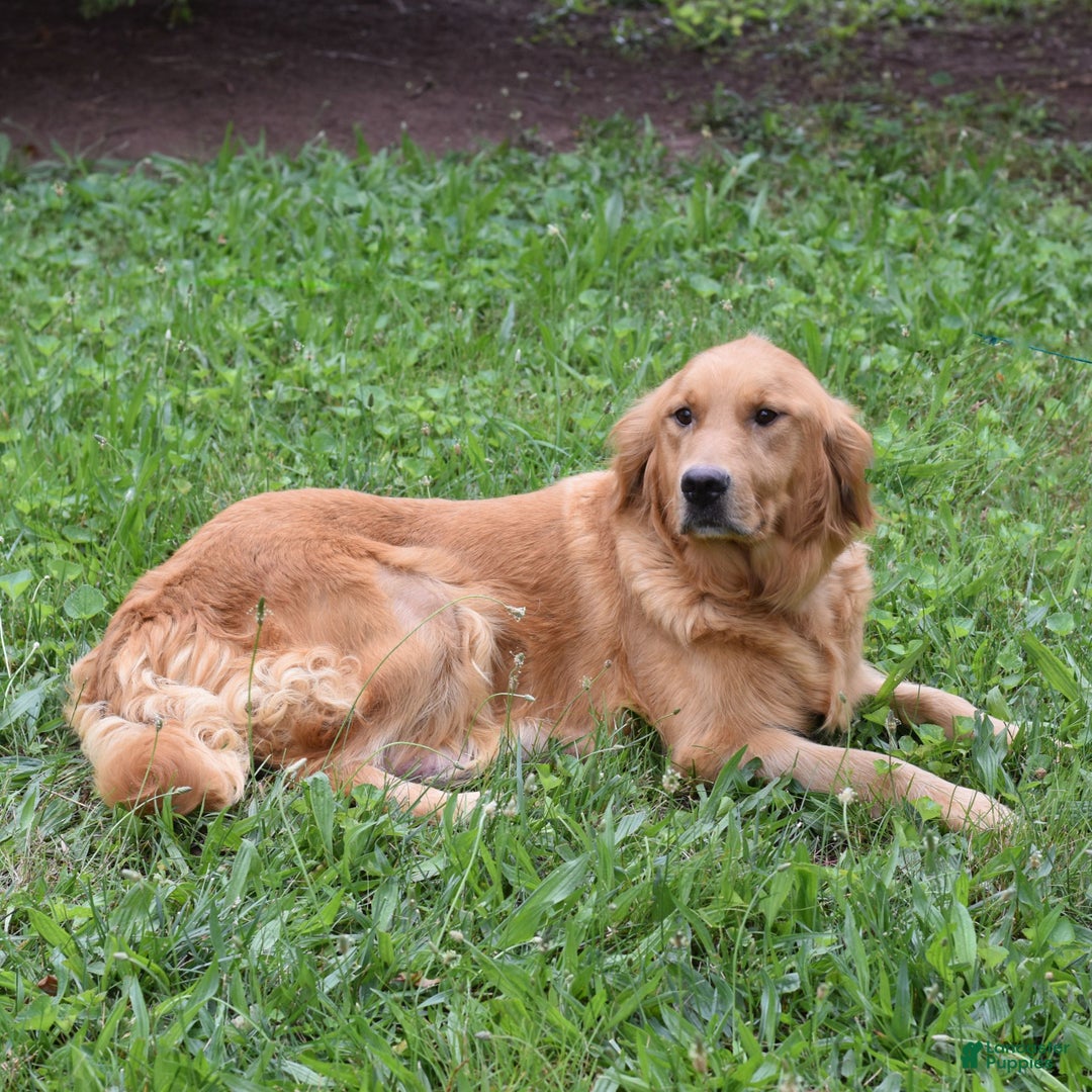 Golden Retriever dogs for sale: Paige  - Ad 4