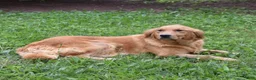 Golden Retriever dogs for sale: Pearl  - Ad 5