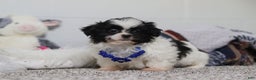 Shih Tzu dogs for sale: Scottie - Ad 4