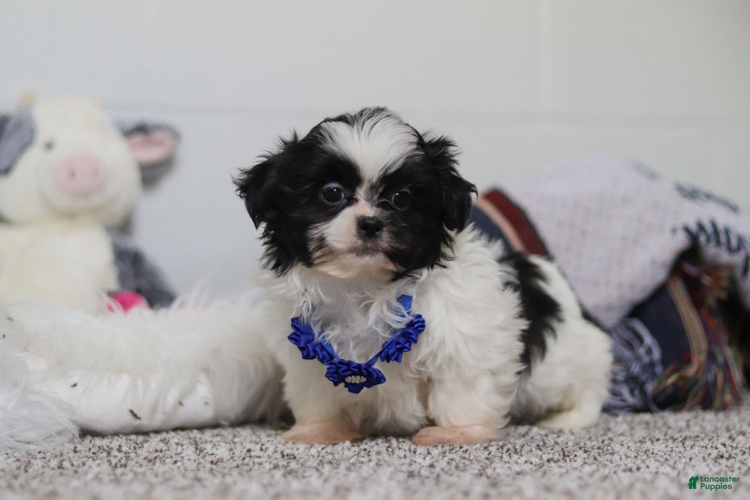 Shih Tzu dogs for sale: Scottie - Ad 4