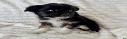Mixed Breed dogs for sale: Lily  - Ad 2