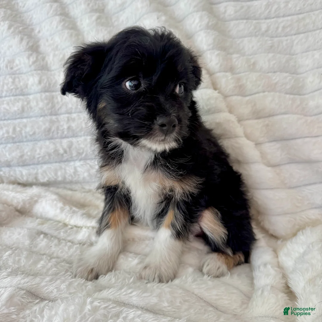 Mixed Breed dogs for sale: Lily  - Ad 2