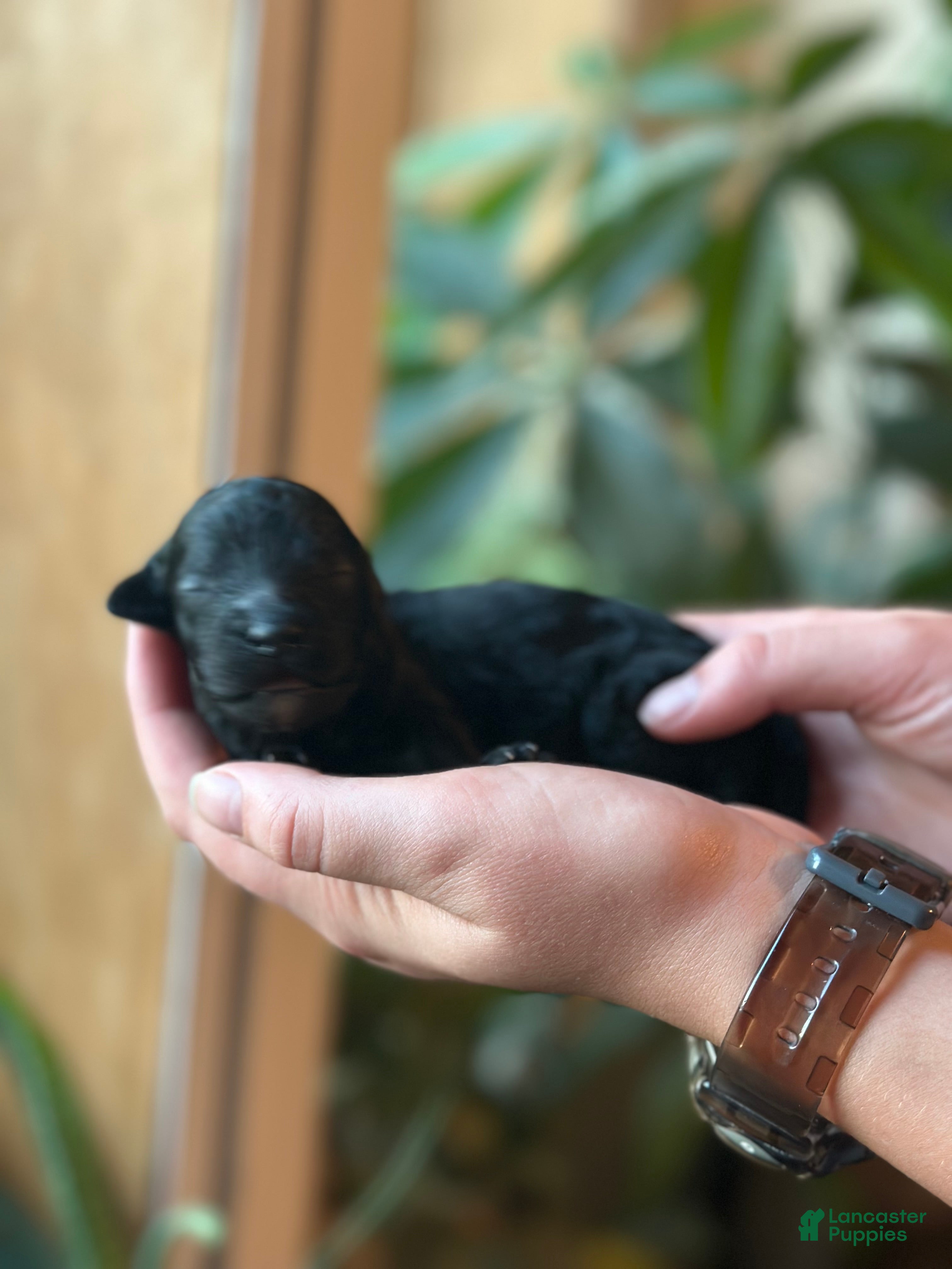 Standard Poodle dogs Standard Poodle 8 - Ad 2
