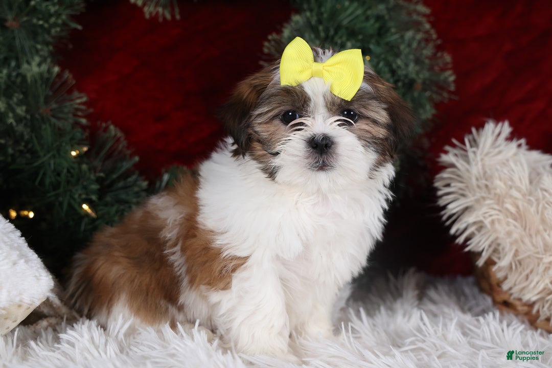 Shih Tzu dogs for sale: Norrie - Ad 7