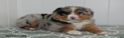 Australian Shepherd dogs for sale: Layla - Ad 3