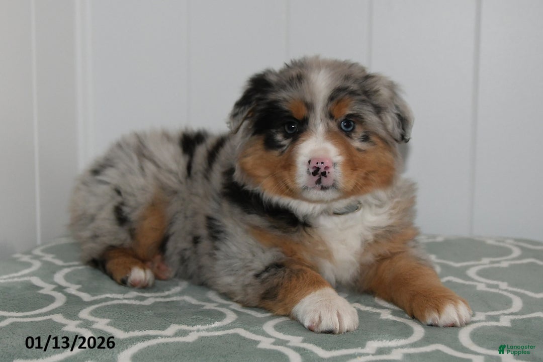 Australian Shepherd dogs for sale: Layla - Ad 3