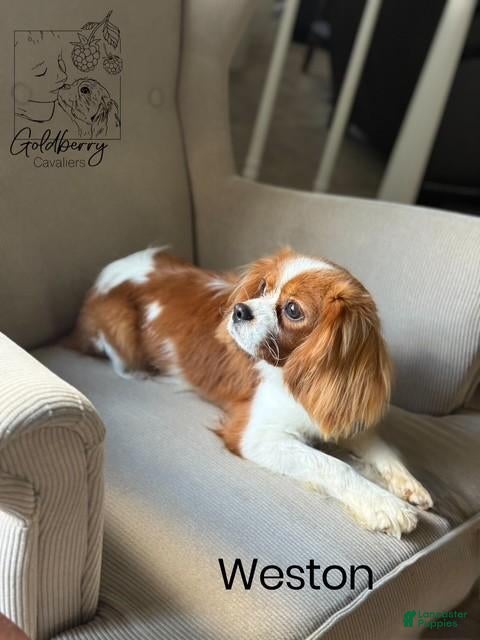 Cavalier King Charles Spaniel dogs Cavalier King Charles Spaniel 1 - Ad 20