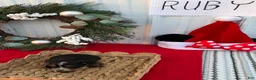 Yorkshire Terrier dogs for sale: Yorkshire Terrier 6 - Ad 5