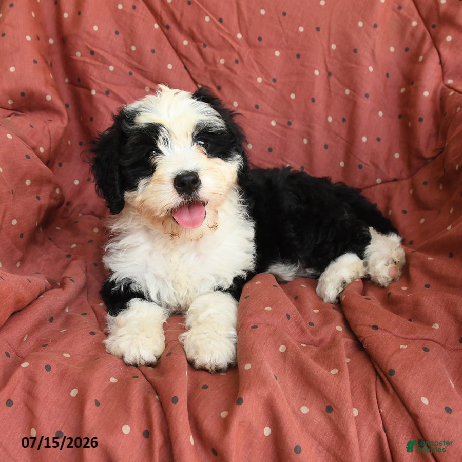 Mini Bernedoodle dogs Pinklady - Ad 1