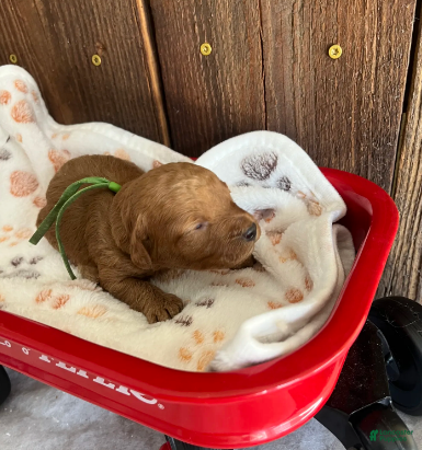 Mini Goldendoodle dogs Muffin - Ad 10
