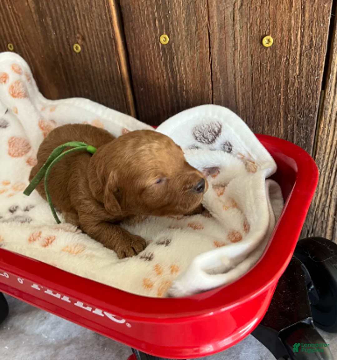 Mini Goldendoodle dogs for sale: Muffin - Ad 1