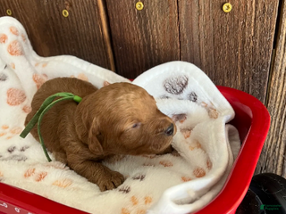 Mini Goldendoodle dogs Muffin - Ad 10