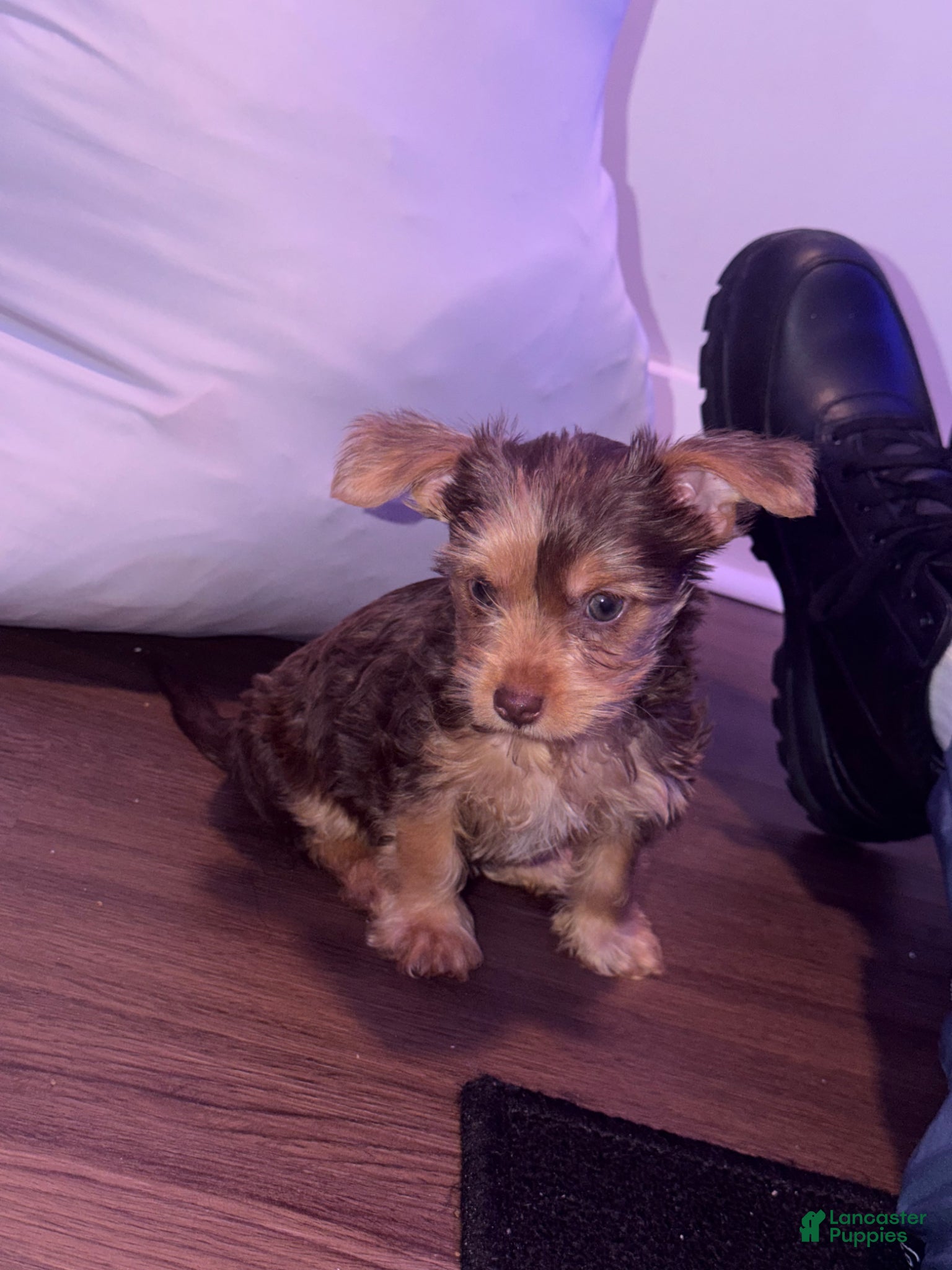Yorkshire Terrier dogs Yorkshire Terrier Puppy 4 - Ad 19