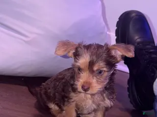 Yorkshire Terrier dogs Yorkshire Terrier Puppy 4 - Ad 19