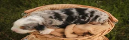 Mini Bernedoodle dogs for sale: Mingo Mini Bernedoodle  - Ad 4