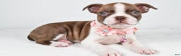 Boston Terrier dogs for sale: Yolanda - Ad 2