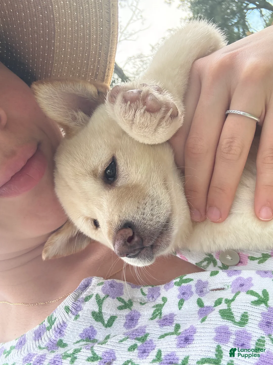 Shiba Inu dogs for sale: Shiba Inu Puppy 5 - Ad 18