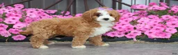 Mini Goldendoodle dogs for sale: Miss Fancy - Ad 3
