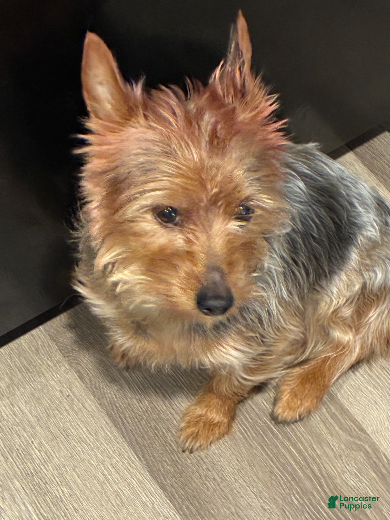Yorkshire Terrier dogs Yorkshire Terrier 1 - Ad 1