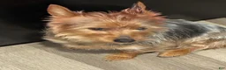 Yorkshire Terrier dogs for sale: Yorkshire Terrier 1 - Ad 1