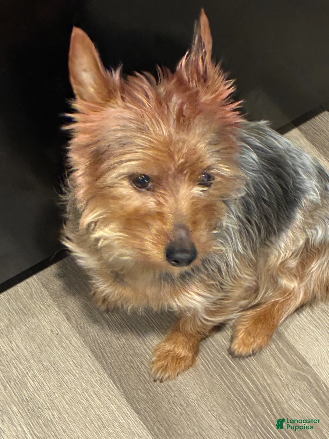 Yorkshire Terrier dogs for sale: Yorkshire Terrier 1 - Ad 1