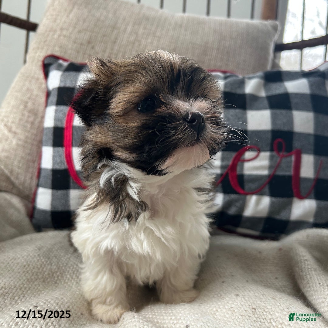 Havanese dogs for sale: Cuddles - Ad 4