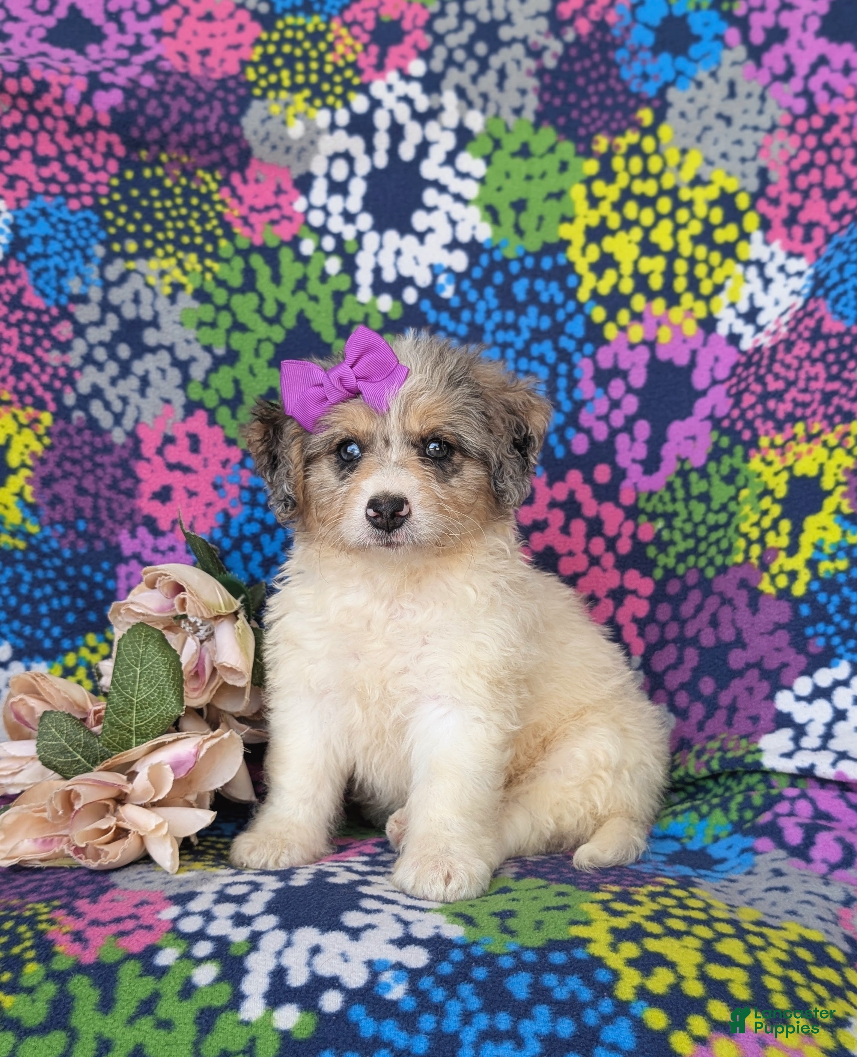 Mini Bernedoodle dogs Gianna Hypoallergenic - Ad 1
