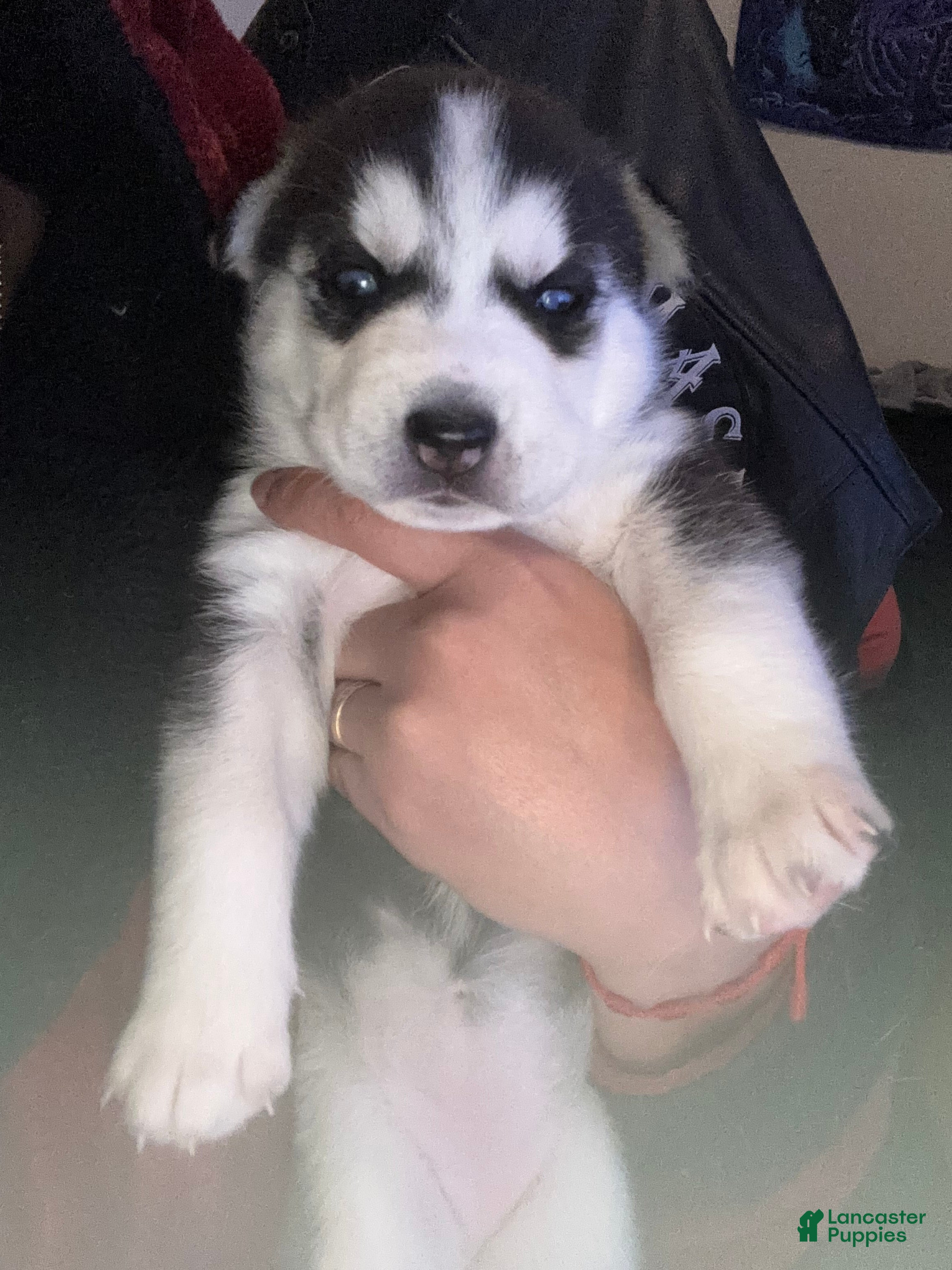 Siberian Husky dogs Siberian Husky Puppy 3 - Ad 1