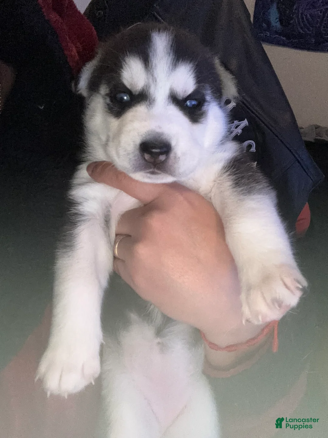 Siberian Husky dogs for sale: Siberian Husky Puppy 3 - Ad 1