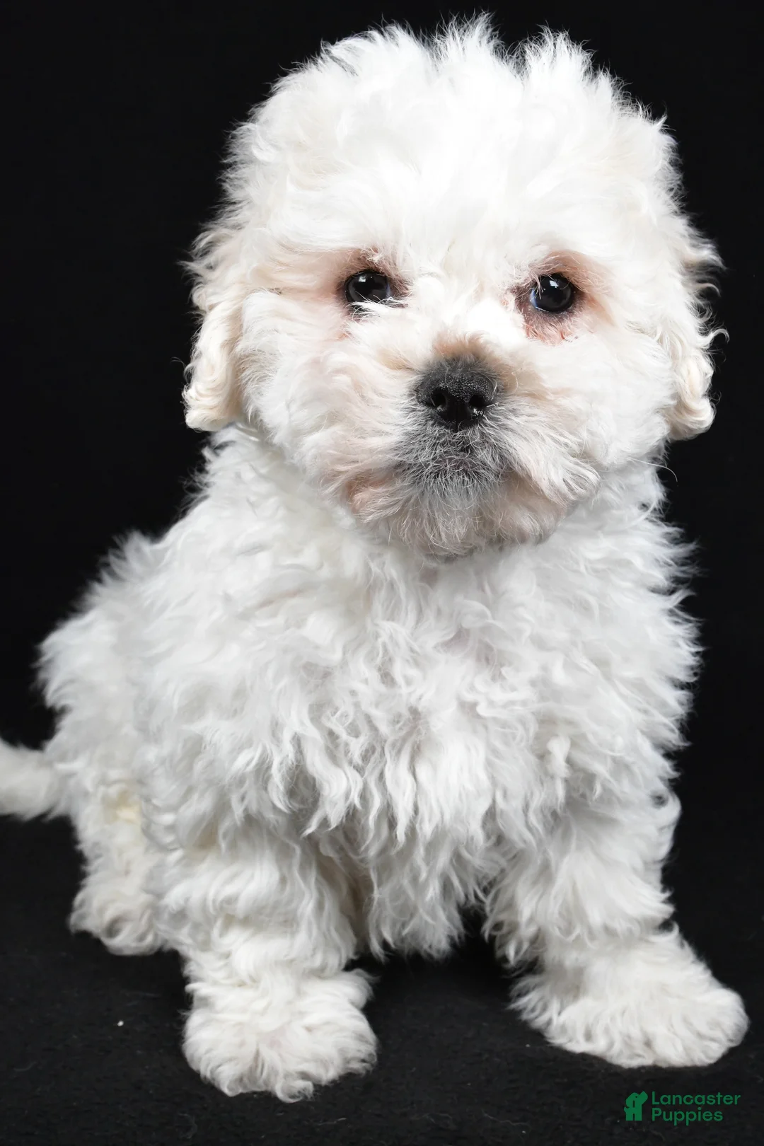 Teddy Bear dogs for sale: Cissy - Ad 1