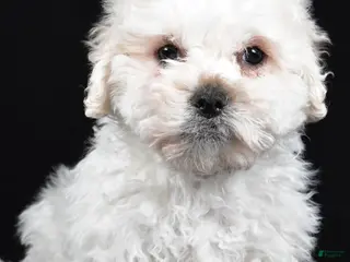 Teddy Bear dogs Cissy - Ad 30