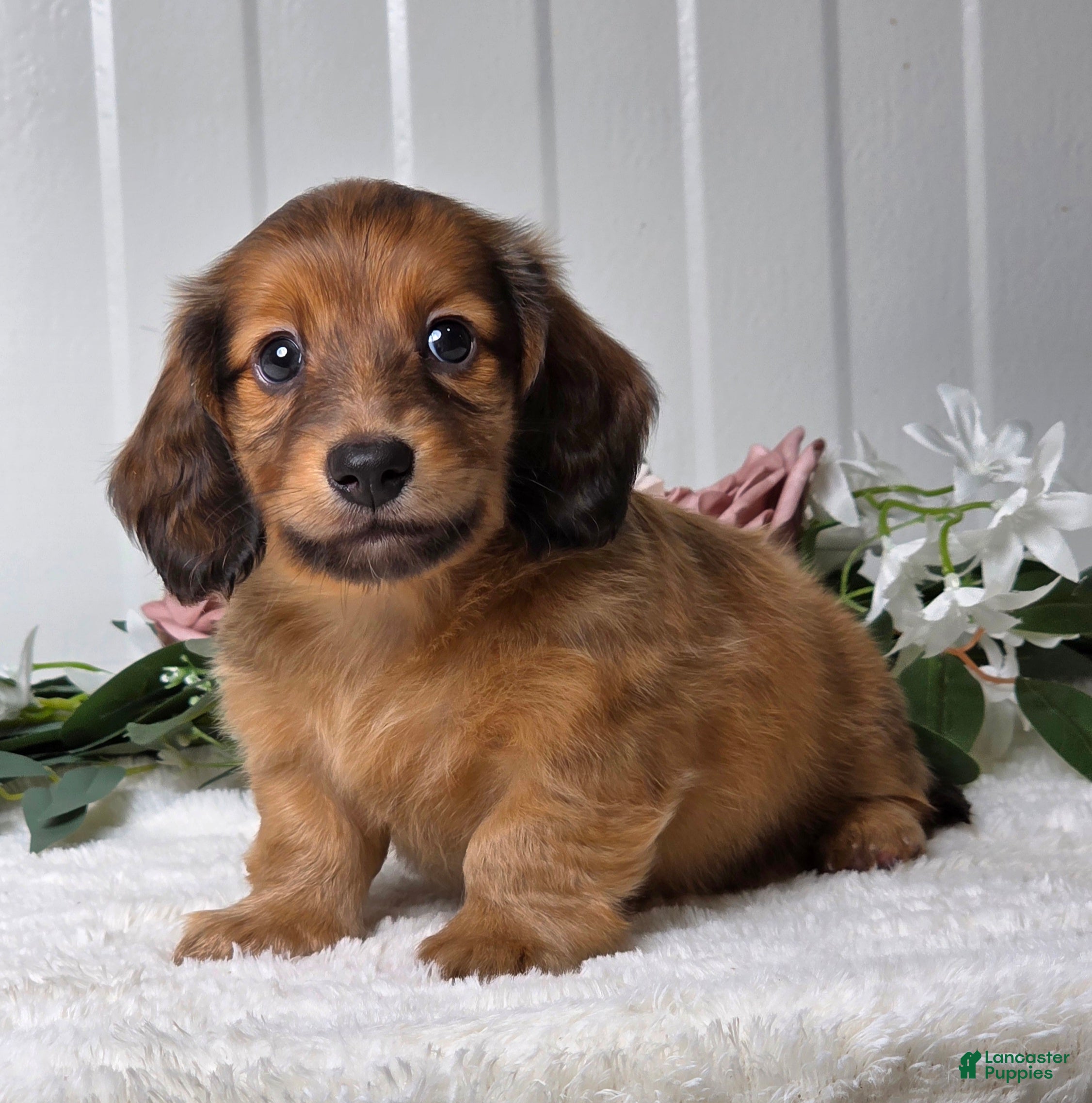 Miniature Dachshund dogs Max - Ad 2