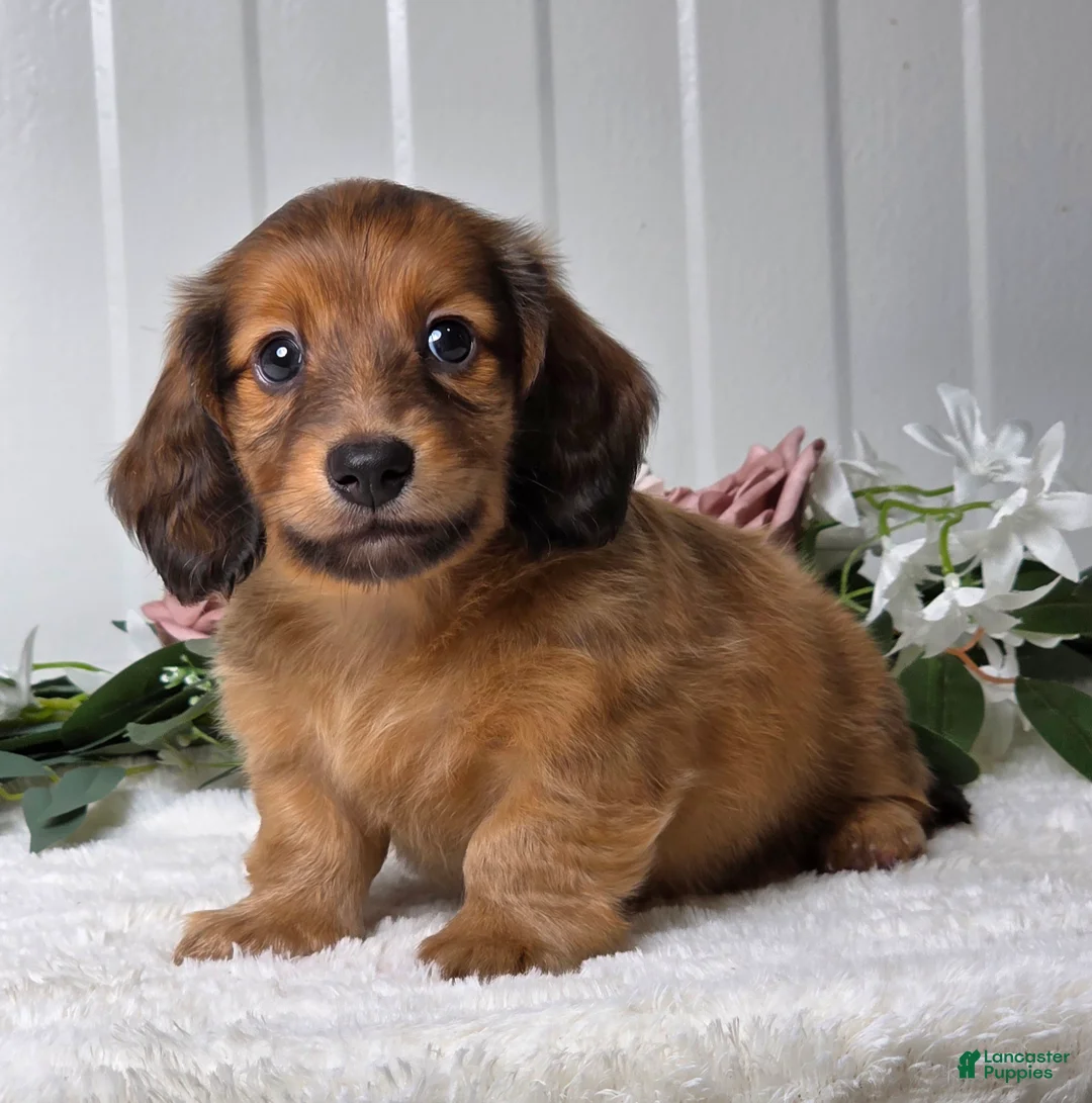 Miniature Dachshund dogs for sale: Max - Ad 2