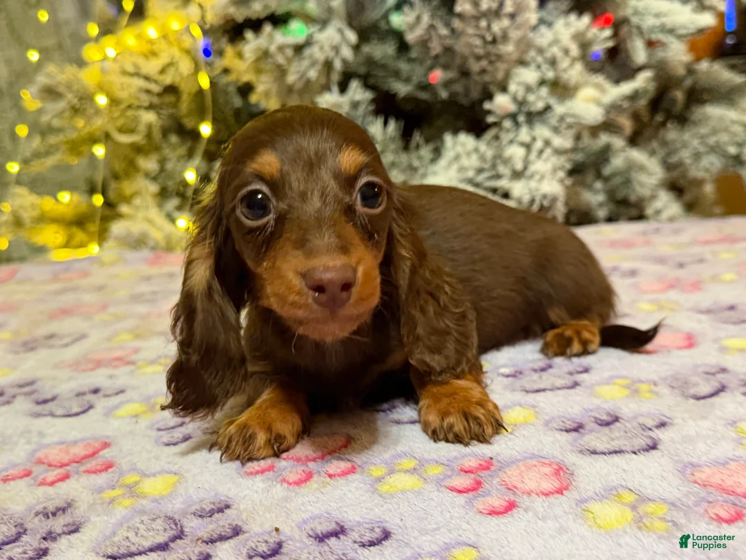 Miniature Dachshund dogs for sale: Ready 12/24/25 - Ad 37