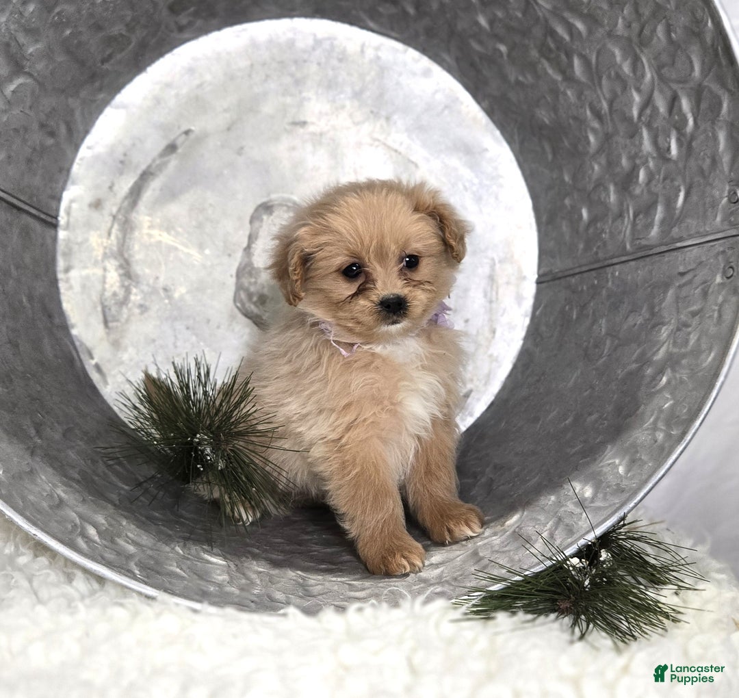 Pomapoo dogs for sale: Lily - Ad 2