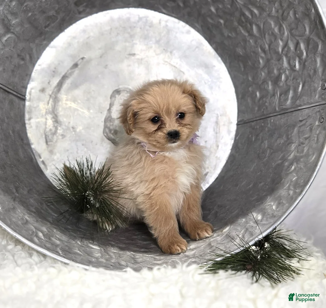 Pomapoo dogs for sale: Lily - Ad 4