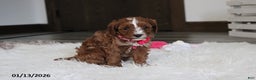 Cavapoo dogs for sale: Luna  - Ad 4