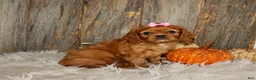Cavalier King Charles Spaniel dogs for sale: Ruby - Ad 6