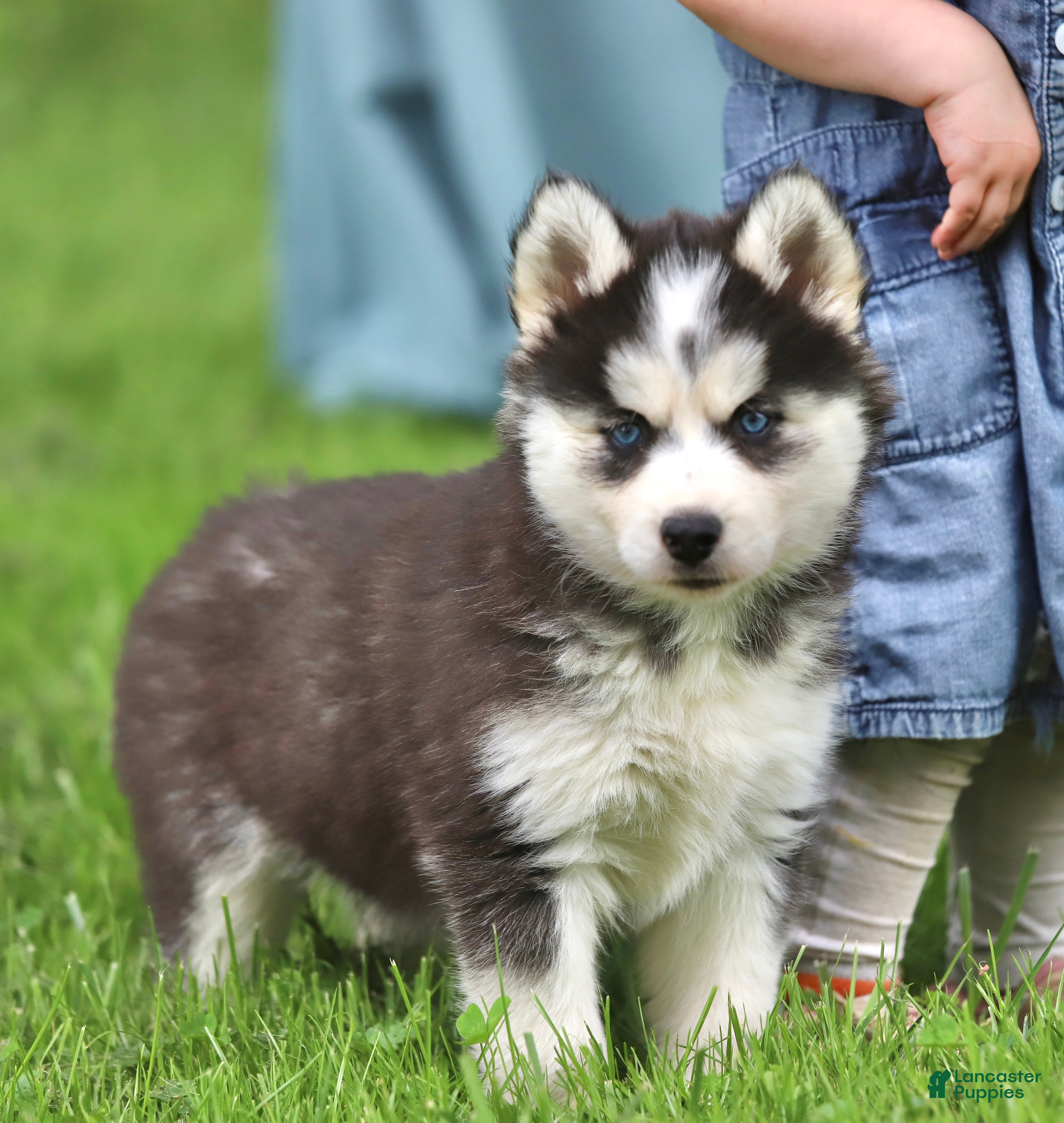 Siberian Husky dogs for sale: Georgia  - Ad 5