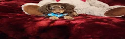 Miniature Dachshund dogs for sale: Miniature Dachshund Puppy 2 - Ad 2